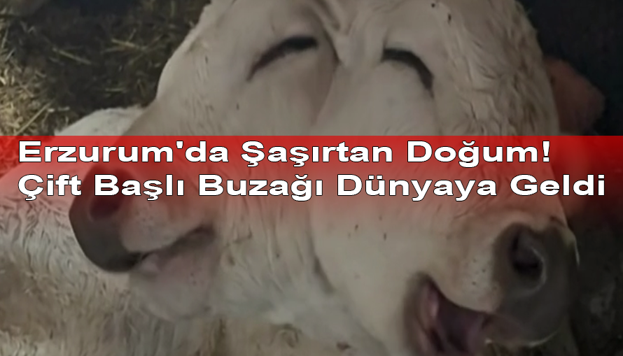 Erzurum'da Şaşırtan Doğum! Çift Başlı Buzağı Dünyaya Geldi